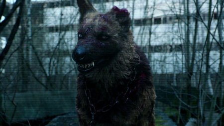 Чернобыль зона отчуждения