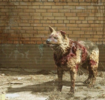 Чернобыль зона отчуждения собака