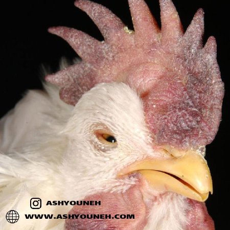 Ньюкаслская болезнь птиц (псевдочума)