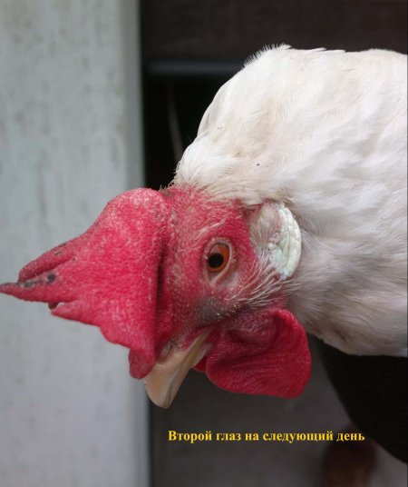 Курица подозревает