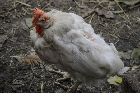 Инфекционные болезни птиц