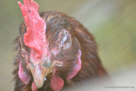 Инфекционный ларинготрахеит птиц