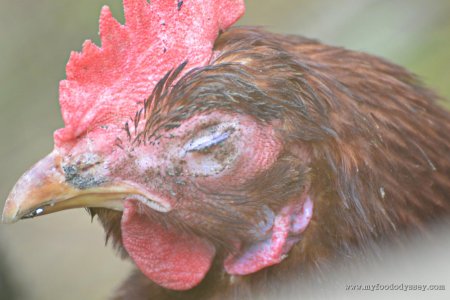 Ньюкаслская болезнь птиц (псевдочума)