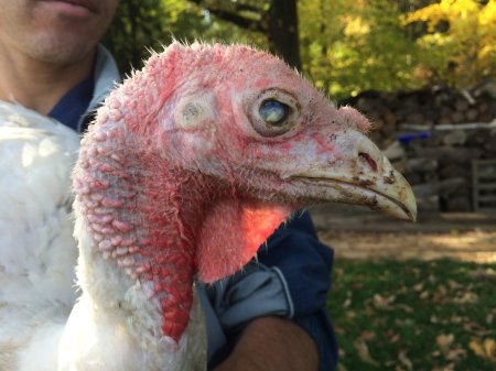 Болезни индеек гистомоноз