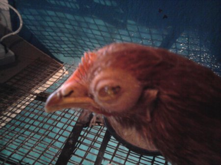 Респираторный микоплазмоз птиц