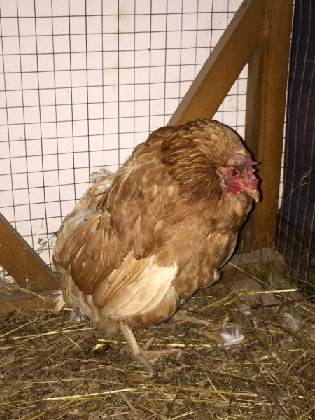 Эймериоз (кокцидиоз) кур