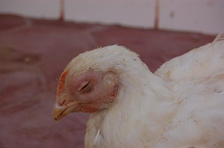 Кожные заболевания у бройлеров