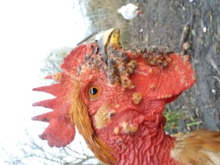 Инфекционный ларинготрахеит кур