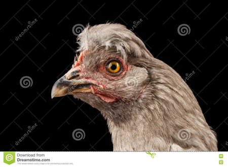 Респираторный микоплазмоз кур