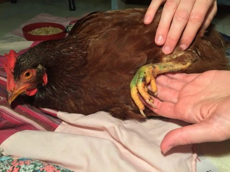 Кнемидокоптоз птиц клещ