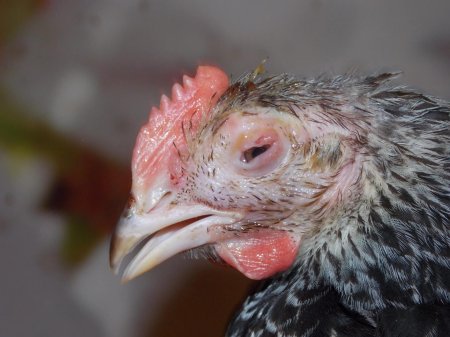 Инфекционный ринит-конъюнктивит птиц