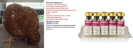 Ньюкаслская болезнь птиц вакцина