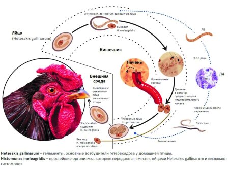 Heterakis gallinarum яйцо