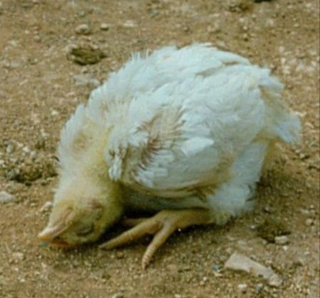 Псевдочума (болезнь Ньюкасла)