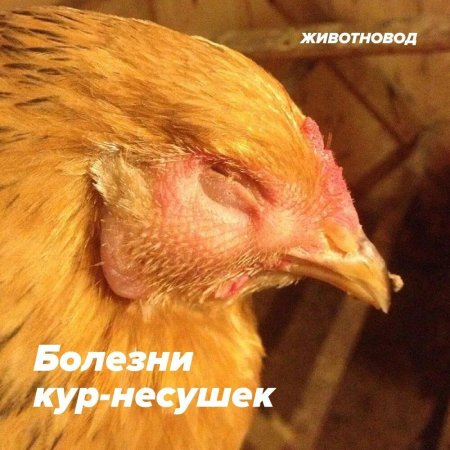 Респираторный микоплазмоз птиц