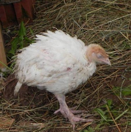 Эймериоз (кокцидиоз) кур