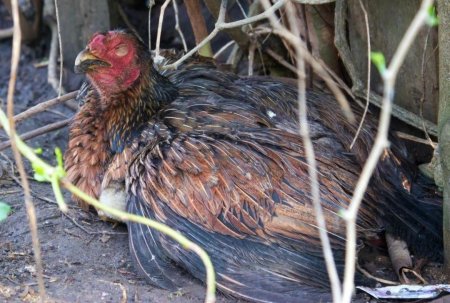 Пастереллез (холера) кур