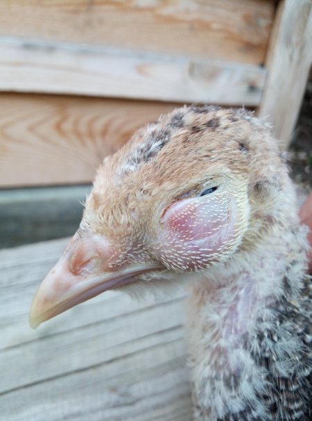 Гистомоноз индюков Биг 6