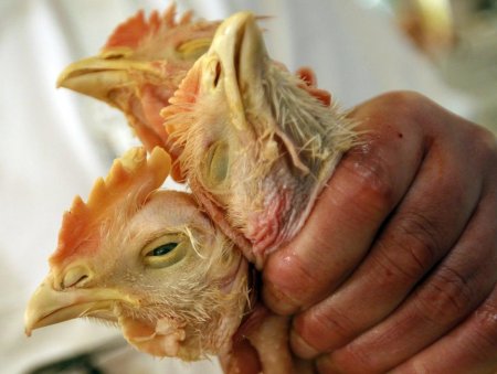 Ньюкаслская болезнь птиц (псевдочума)