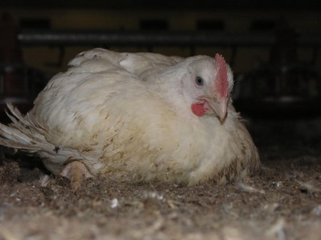 Болезни цыплят бройлеров рахит