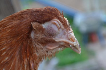 Инфекционный ларинготрахеит кур