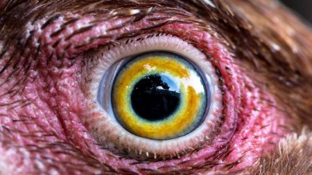 Глаз птицы