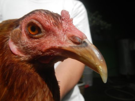 Chicken Eyes Human face swap