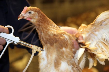 Инфекционный ларинготрахеит кур