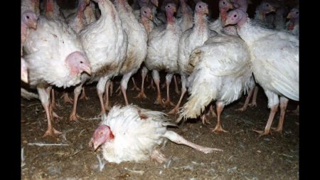 Гистомоноз индюков Биг 6