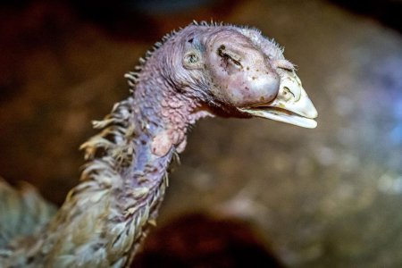 Респираторный микоплазмоз индеек