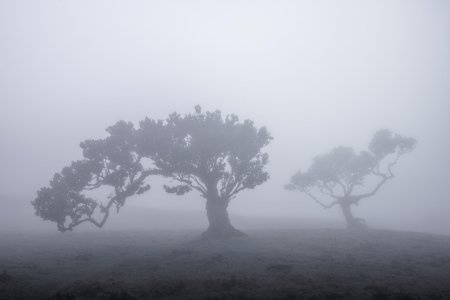 Лес Фанал Мадейра