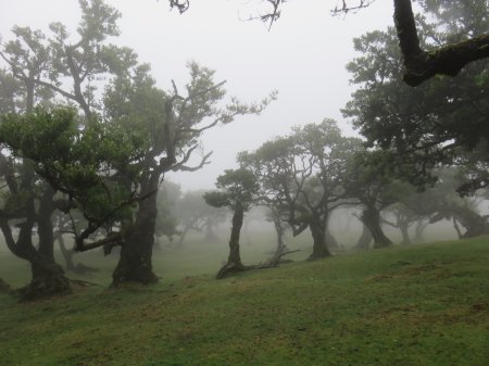 Лес Фанал Мадейра