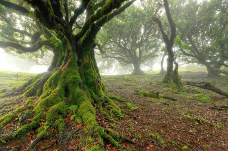 Fanal Forest Madeira