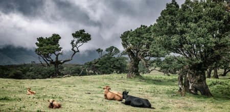 Лес Фанал Мадейра