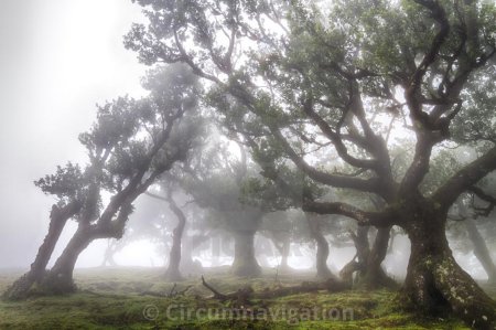 Лес Фанал Мадейра