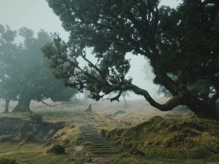 Лавровые леса острова Мадейра