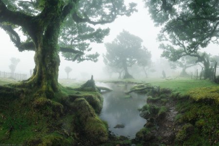 Лес Фанал Мадейра