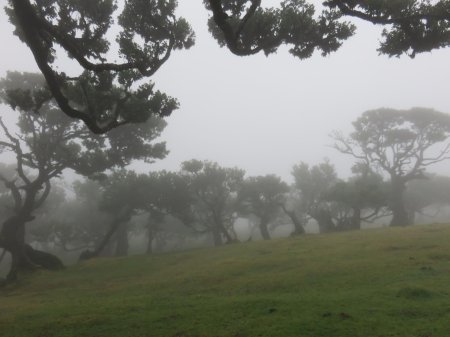 Лес Фанал Мадейра