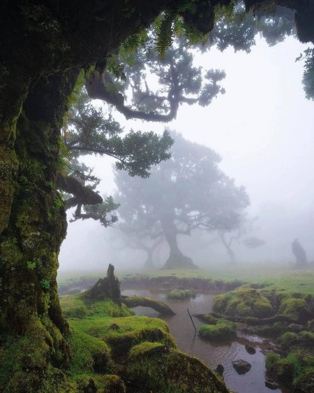 Мадейра лес