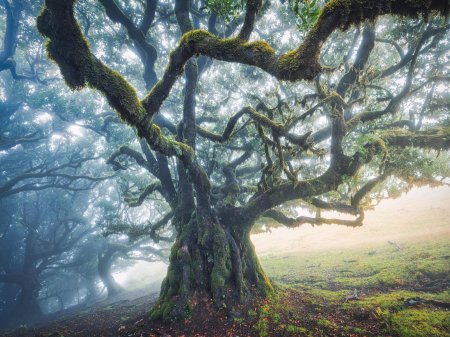 Fanal Forest Madeira