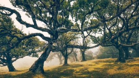 Fanal Forest Madeira