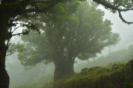 Лес Фанал Мадейра