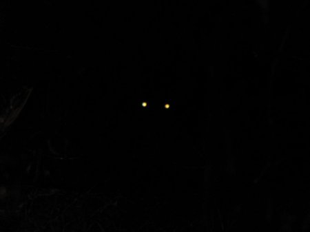 Светящиеся глаза в темноте