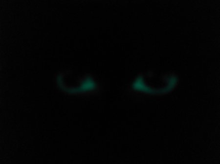 Глаза светятся в темноте