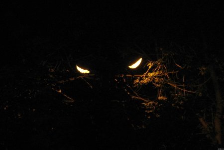 Горящие глаза в темноте
