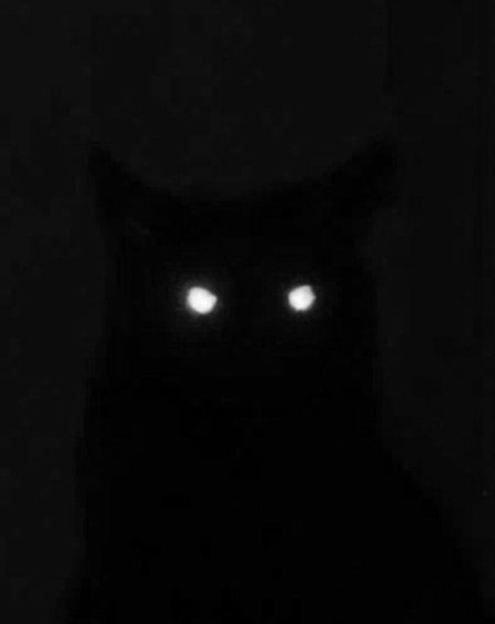 Кот со светящимися глазами