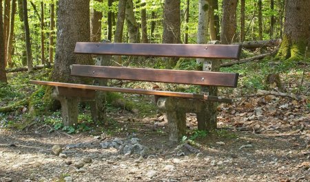 Красная сосна Лосиный остров