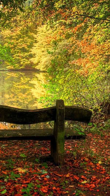 Скамейка в лесу