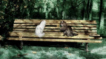 Кот на лавке