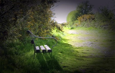 Лавочка в лесу